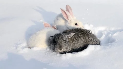 Two white and one gray rabbit walking on white snow. Stock-Footage 113699261