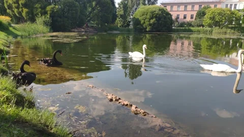 Two white and two black swans on the pond Stock Footage 157215670