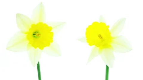 Two white and yellow daffodil flowers blooming timelapse Stock Footage 49758694