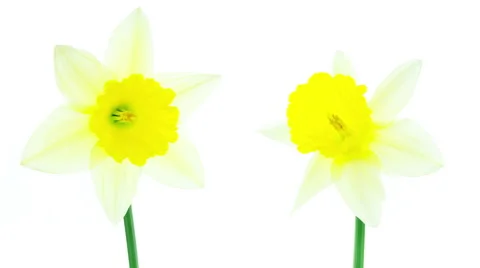 Two white and yellow daffodil flowers blooming timelapse Stock Footage 49758708