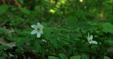 Two White Anemone Flowers in Forest with Dim Sunlight Vídeos de archivo 334470690