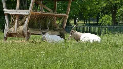 Two white antelopes resting in green grass near a wooden feeding structure Stockbeeldmateriaal 327875143