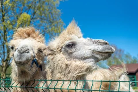 Two white bactrian camels close-up. Portrait of camels on the farm. Stock Photos
