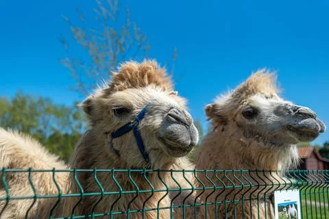 Two white bactrian camels close-up. Portrait of camels on the farm. Foto stock