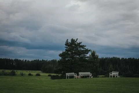 Two white benches positioned under a green tree in a grassy field with dark.. Стоковые фото