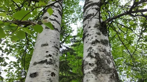 Two white birch trees stand side by side. Slow motion. 스톡 동영상 318481506