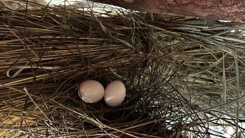Two white bird eggs resting in dry straw nest in rural stable 스톡 동영상 331775094