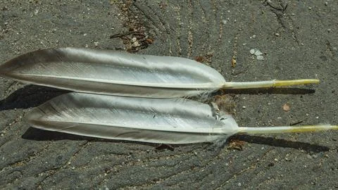 Two White Bird Feathers on Sandy Ground 库存照片