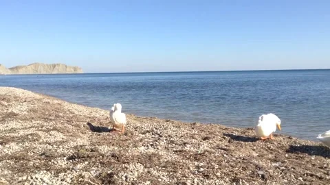 Two White Birds Ducks Clean Feathers on a Beach Sea Near Mountain Crimea Stock Footage 167967991