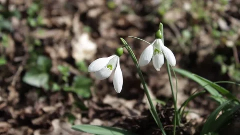 Two white blooming snowdrop in the forest background close-up.Wind, light breeze Stock Footage 179427250