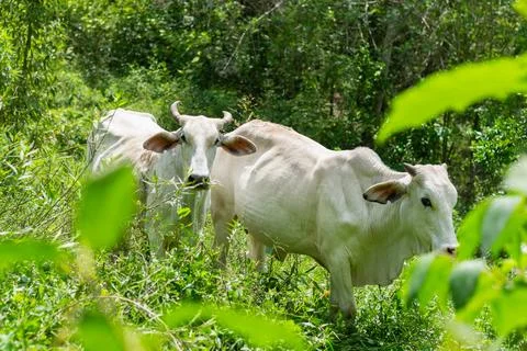Two white Brahman cows walking together through lush tropical pasture surro.. Фото