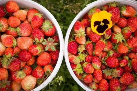Two white buckets full of organic strawberries with bright yellow flower Stock Photos