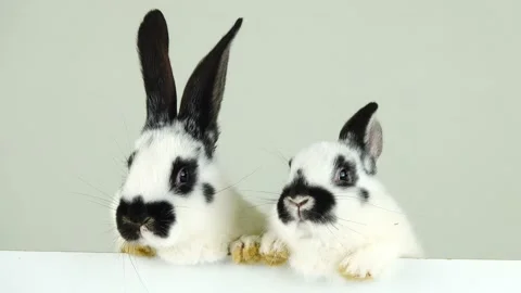 Two white bunny on a white screen Stock Footage 86154114