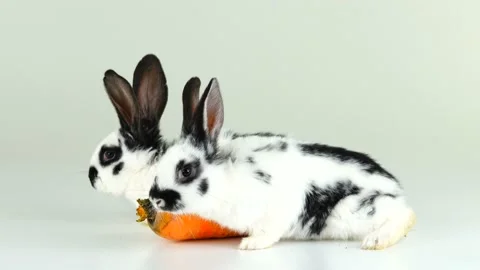 Two white bunny on a white screen near a carrot Stock Footage 86154227