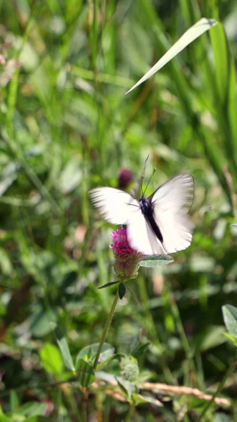 Two White Butterflies With Distinct Black Veins Mating (Amplexus) On A Pink Clov Stock Footage 319207191