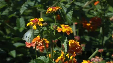 Two white butterflies in the garden Stock Footage 11227331