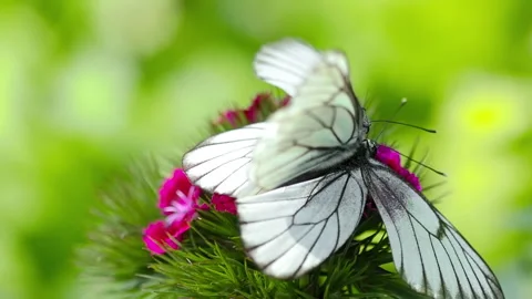 Two white butterflies mate Stock Footage 167298401