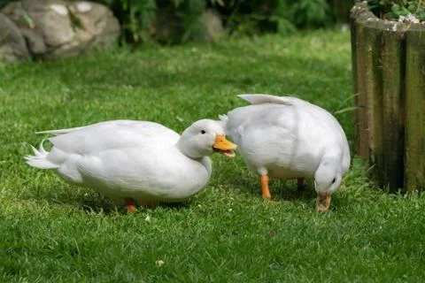 Two White CallDuck / Call Ducks Stock Photos