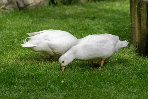 Two White CallDuck / Call Ducks Stock Photos