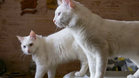 Two white cat with a rare genetic phenomenon sitting on the table. one cat to th Stock Footage 80308360