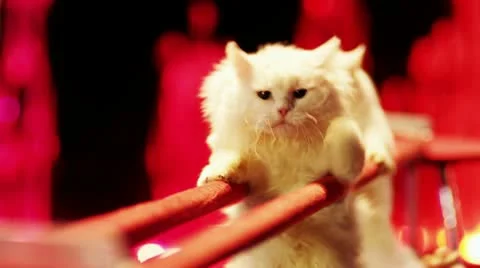 Two white cats are making stunts in the circus. Video stock 18176553