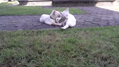Two white cats cuddling  Stock Footage 323287814
