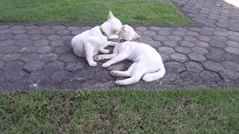 Two white cats cuddling  Stock Footage 323287817