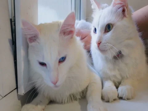 Two white cats don't want to pose Stock Footage 80275192