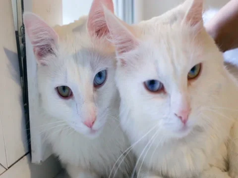 Two white cats looking at the camera Stock Footage 80275389