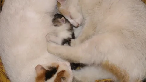 Two white cats lying peacefully with their little one 스톡 동영상 147505316