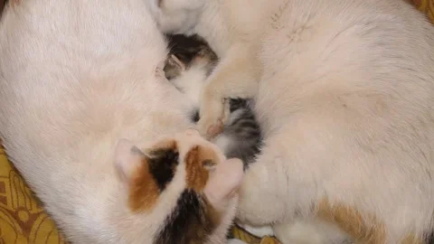 Two white cats lying  with their little kitty Stock Footage 147505452