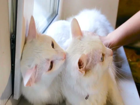 Two white cats lying on the windowsill Stock Footage 80275153