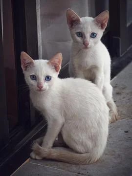Two white cats by window. Stock Photos