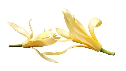 Two white champaca flowers isolated on white background. Stock Photos