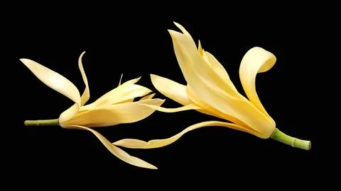 Two white champaca flowers isolated on black background. Stock Photos