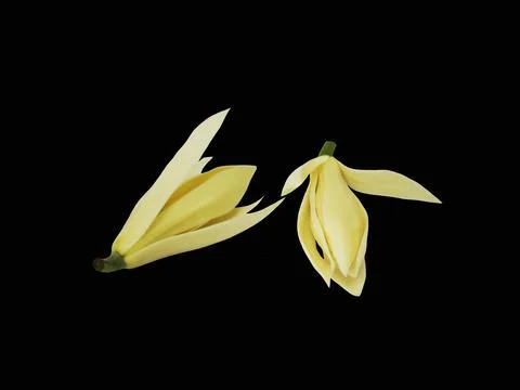 Two white champaca flowers isolated on black background. Stock Photos