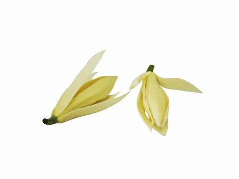 Two white champaca flowers isolated on white background. Stock Photos
