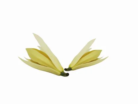 Two white champaca flowers side by side isolated on white background. Stock Photos