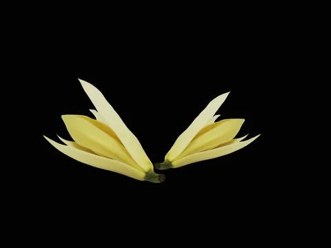Two white champaca flowers side by side isolated on black background. Stock Photos