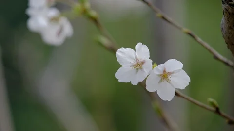 Two white cherry blossoms on the branches side by side 스톡 동영상 109419684