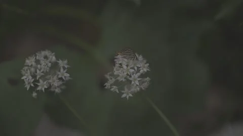 Two White Chive Flowers with Insect Close Stock Footage 345028405