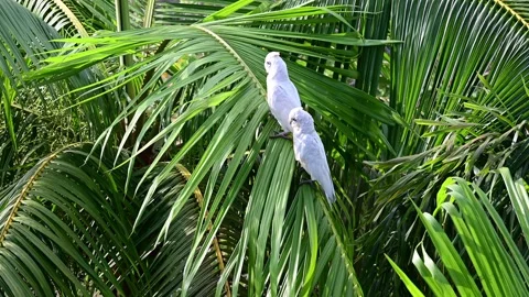 Two White Cockatoos on Palm Tree Branch Stock Footage 255991267