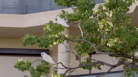 Two White Cockatoos perch on wind swept swaying branches Stock Footage 146767371