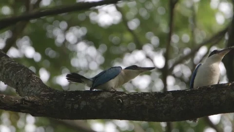 Two White-collared Kingfisher feeding each other Stock Footage 252319221