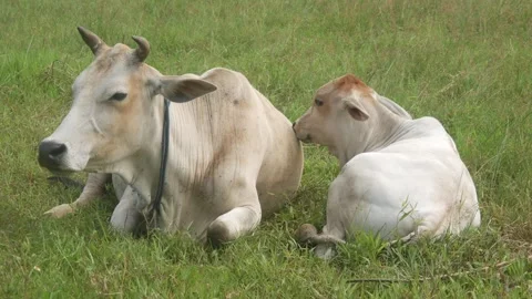 Two white cows are resting on the green grass in the pasture area. Stock Footage 321979108