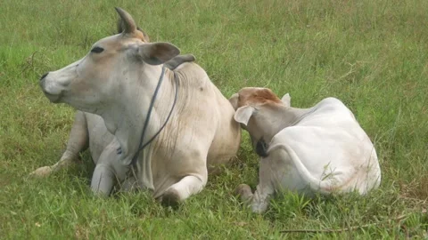 Two white cows are resting on the green grass in the pasture area. Stock Footage 321979111