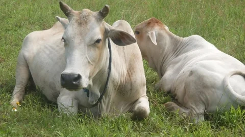Two white cows are resting on the green grass in the pasture area. Stock Footage 321979114