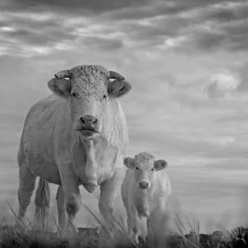 Two white cows in Dutch grass landscape Stock Photos