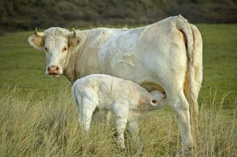 Two white cows in Dutch grass landscape Фото