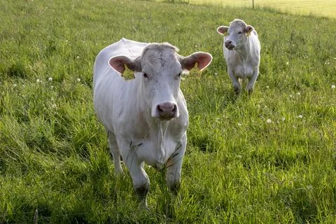 Two white cows with ear tags on a green meadow full of tall juicy grass Stock Photos